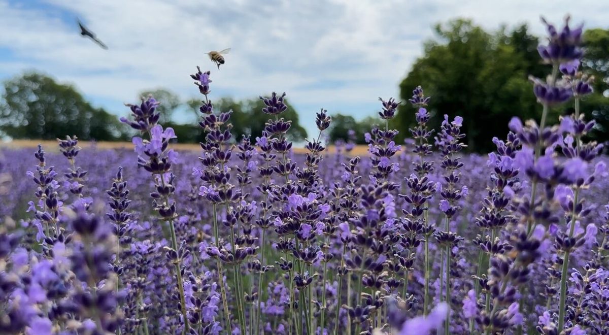 Rows of lavender in bloom