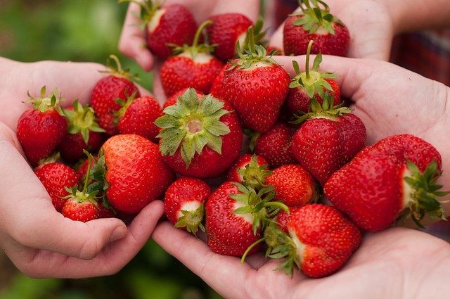 A handful of fresh strawberries
